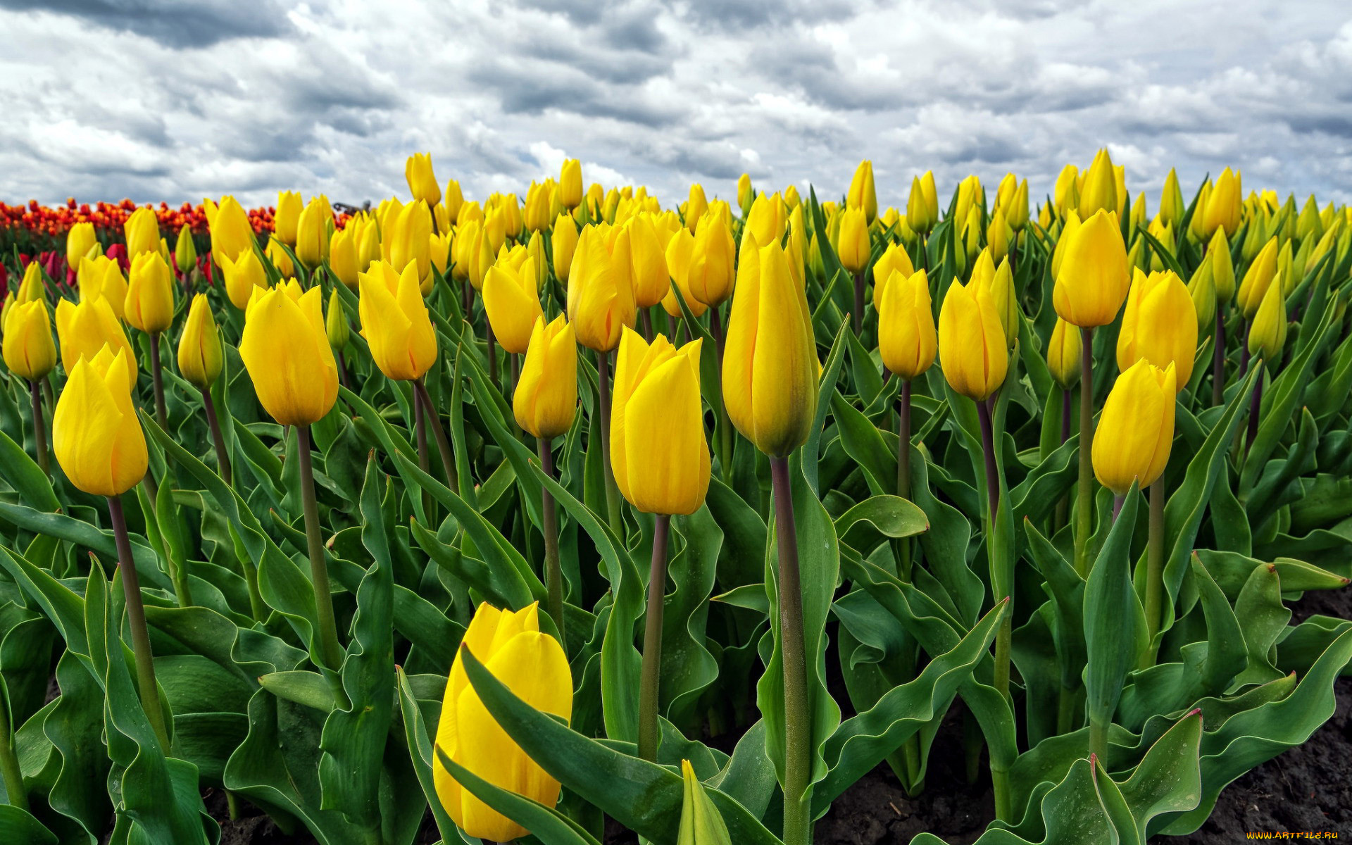 фото желтых тюльпанов в хорошем качестве